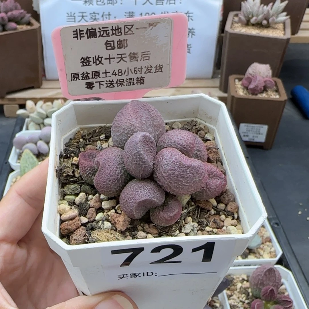 721水蜜桃多肉植物