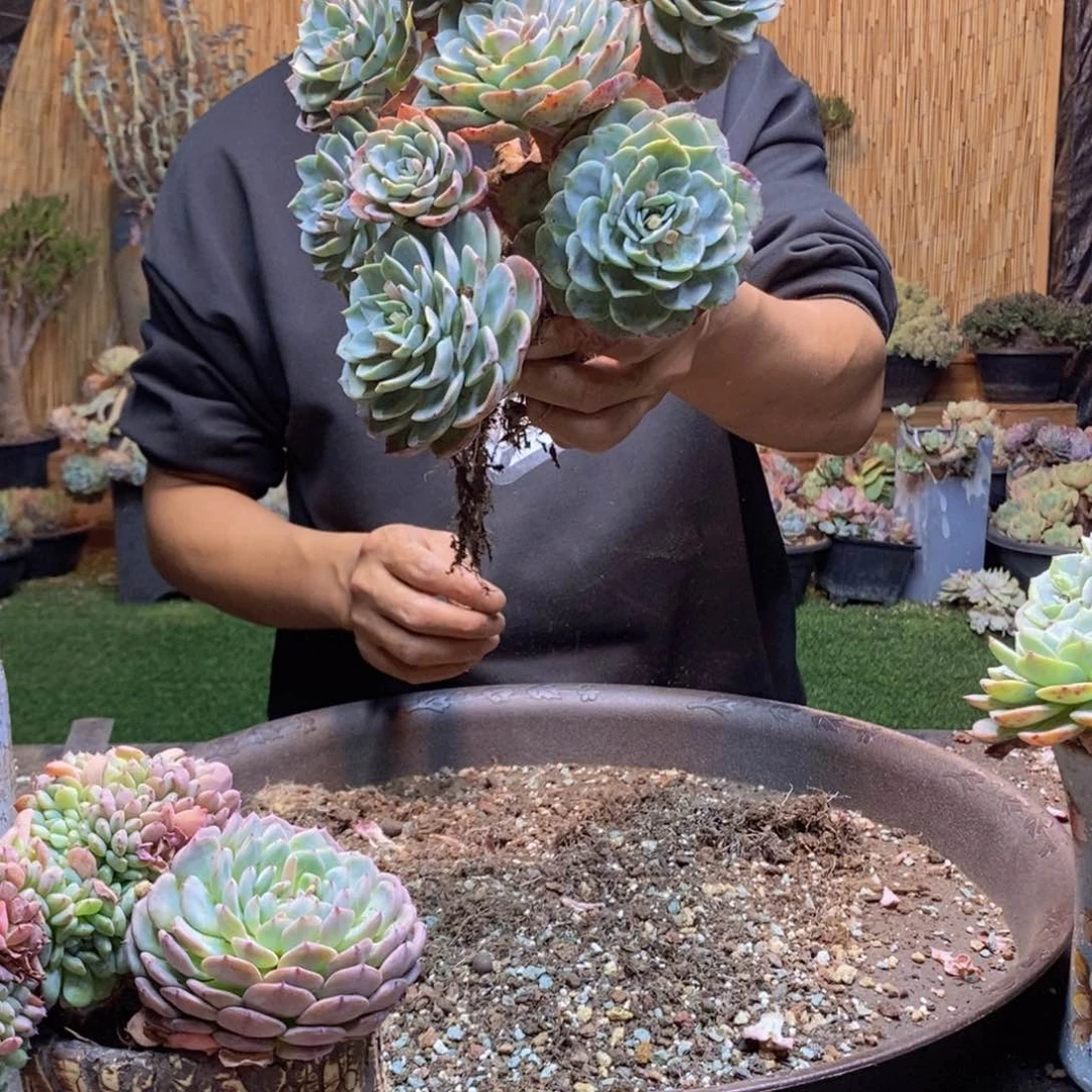 L****月19 号海棠花多肉