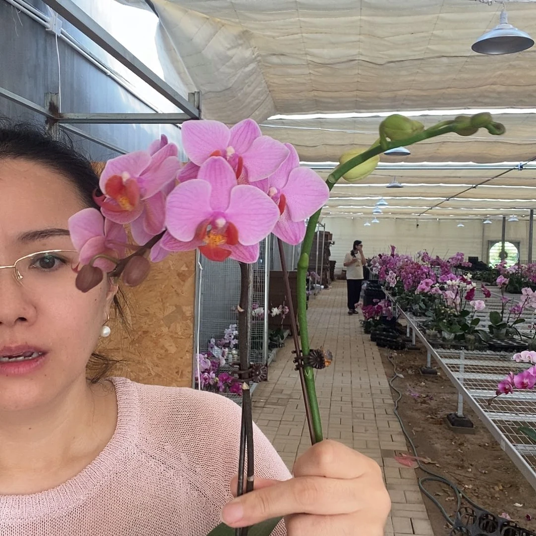 完全开放圣罗莎+白天鹅两颗组合