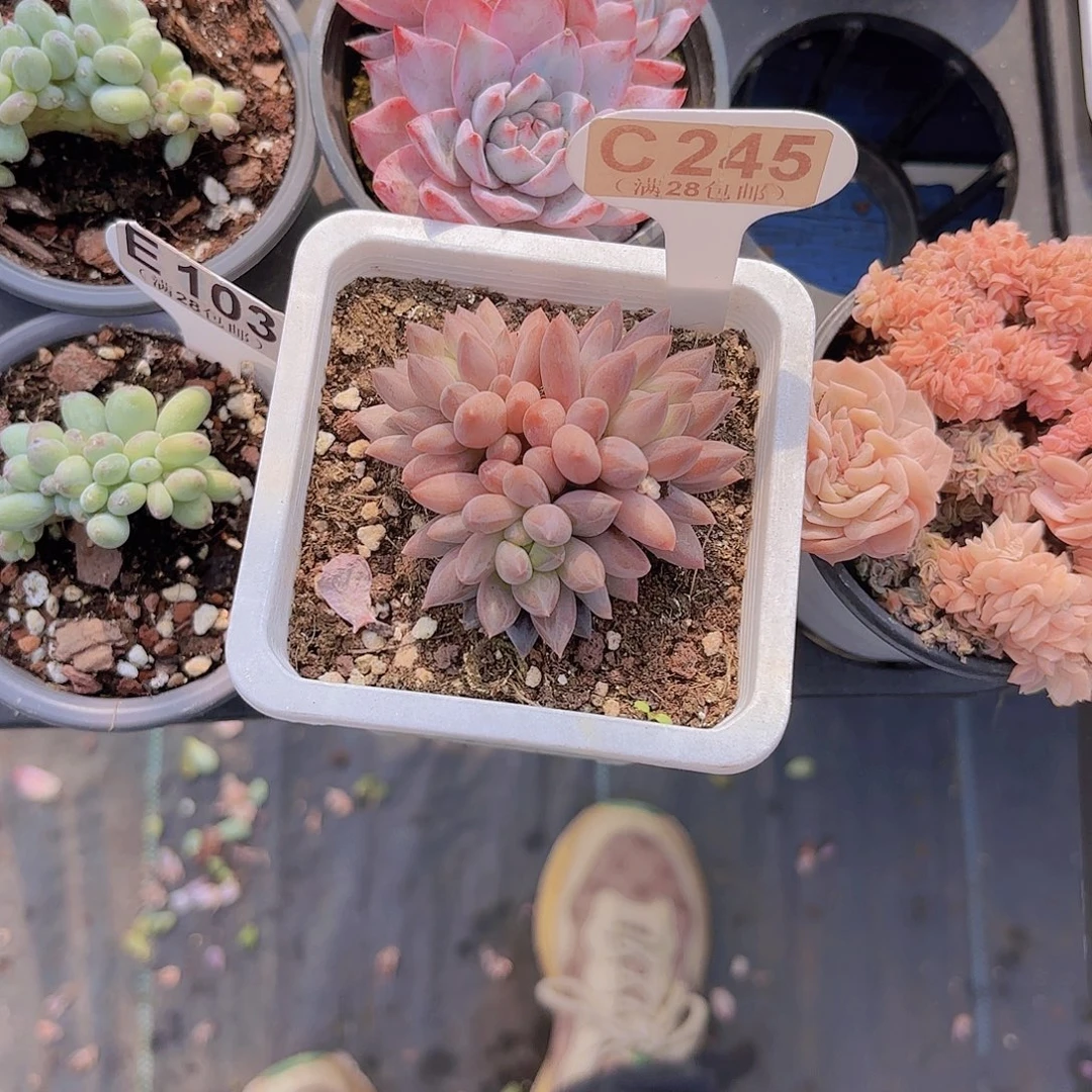 C245虞美人一物一拍