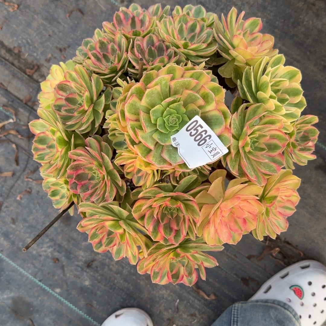 0566雨荷法师多肉植物