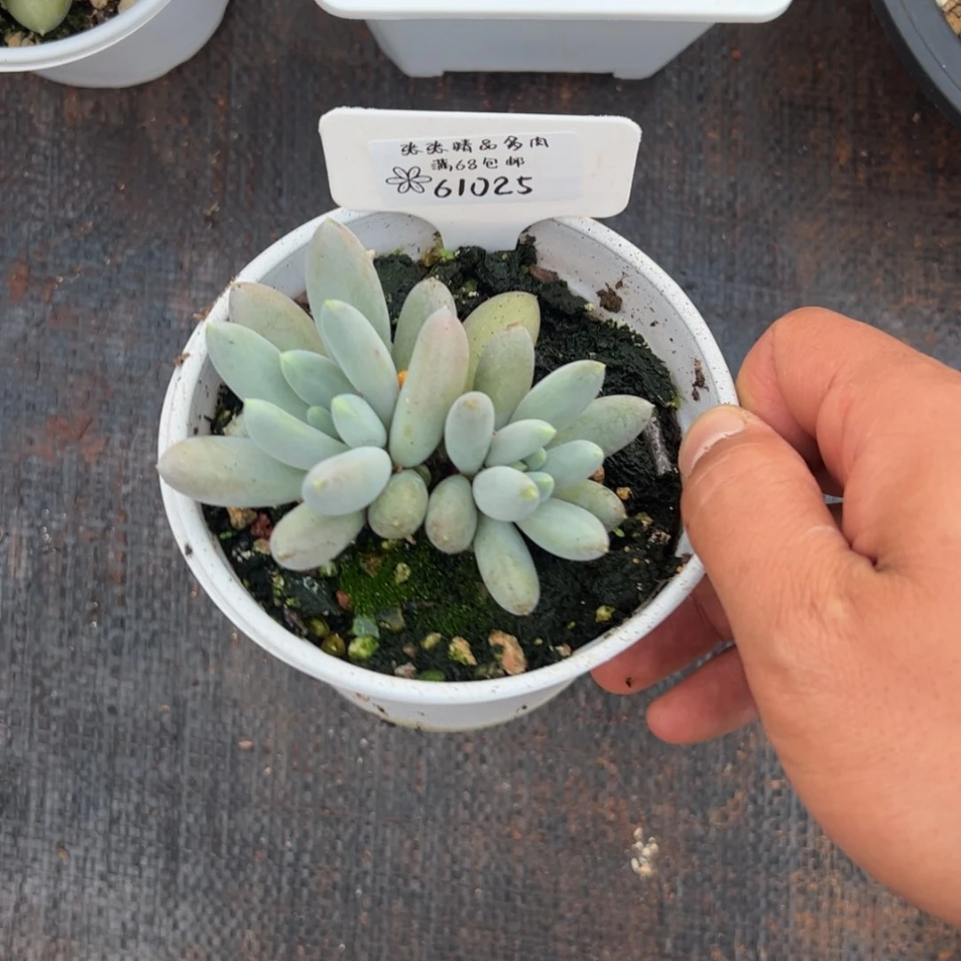 61025 焦糖体哥特张张精品多肉