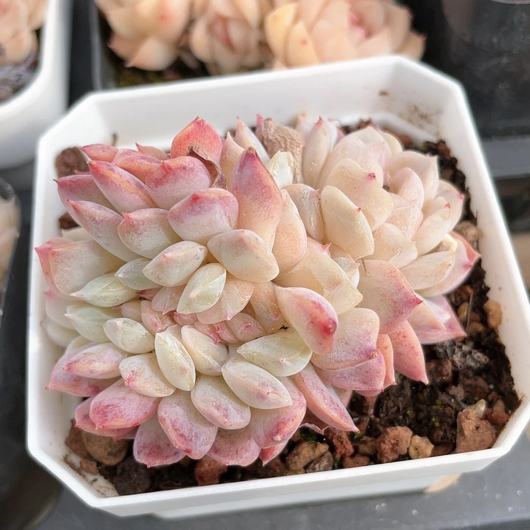 优选糖心缀化8790