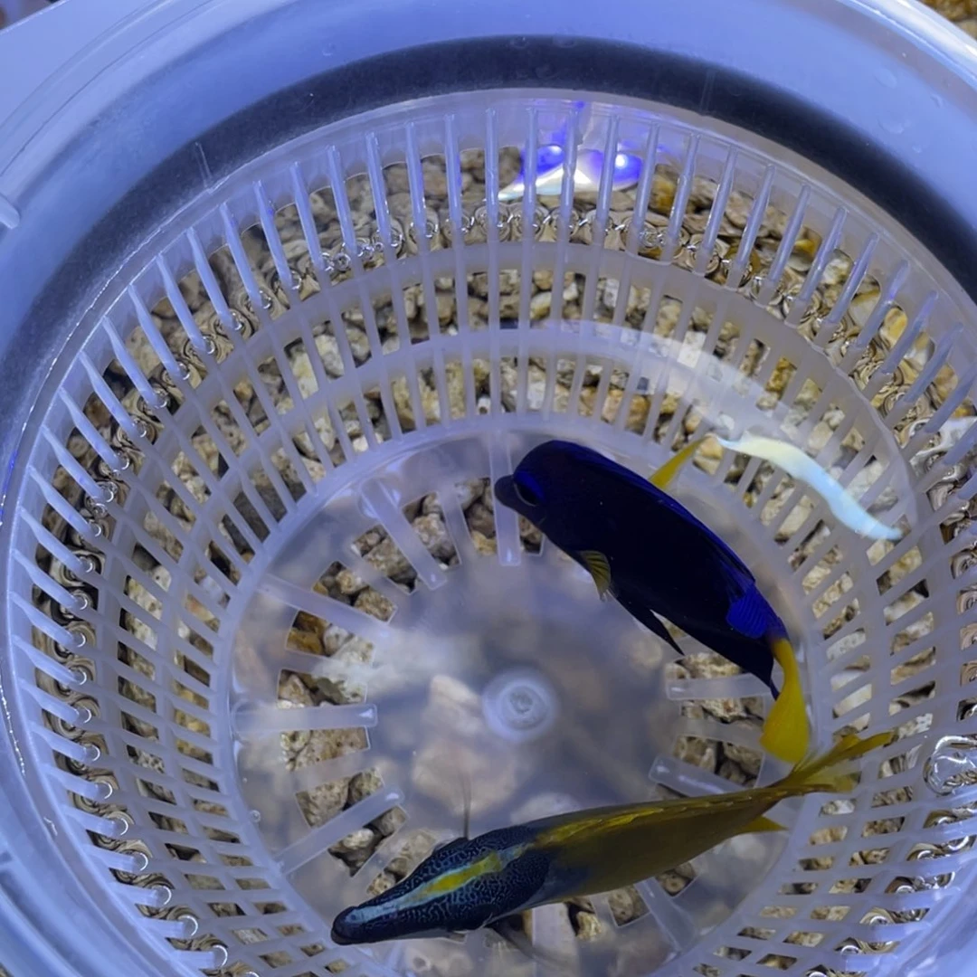 海水鱼紫调一条顺丰包邮