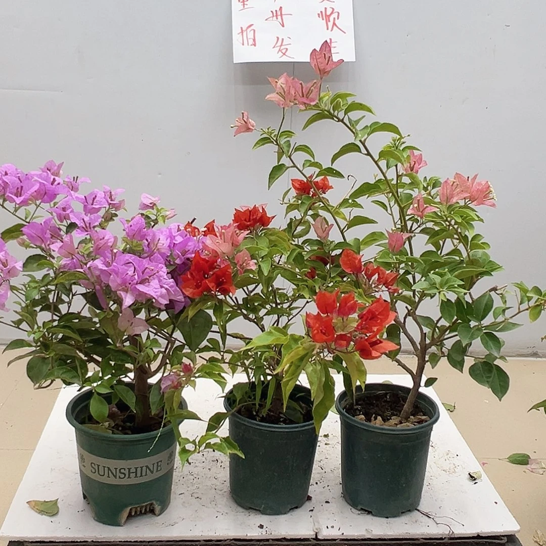 大部分花苞少量开放巴西紫，红桑巴，卡雅塔组合