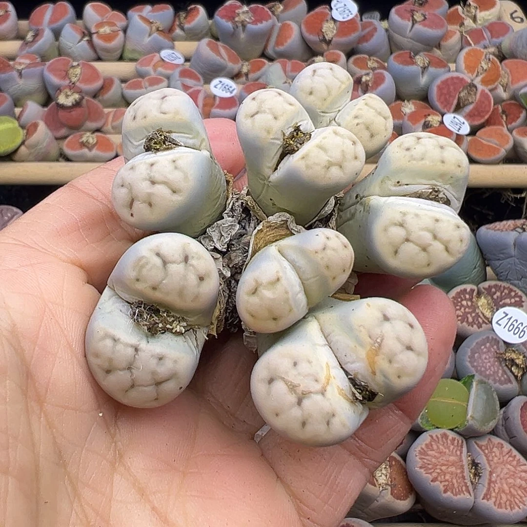 1680 生石花部分有伤长腿清货不售后