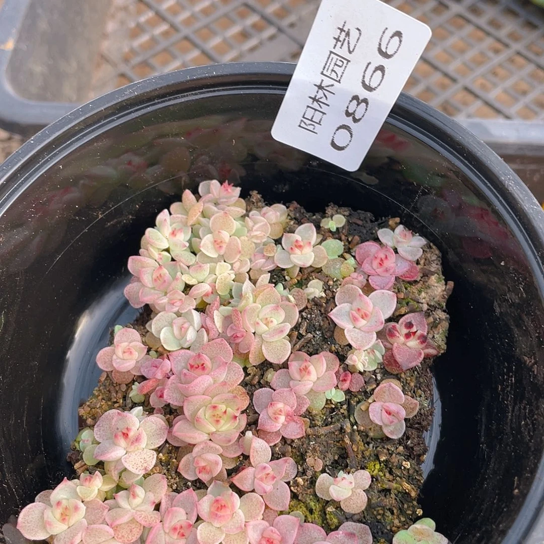 多肉植物多肉植物866
