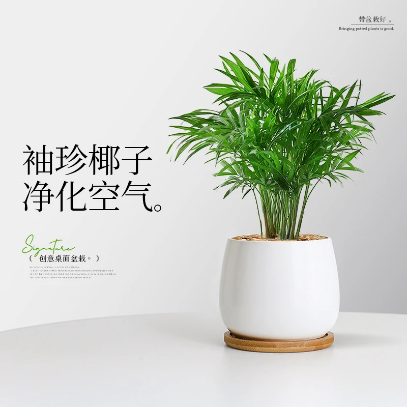 袖珍椰子盆栽室内花卉绿植客厅桌面护眼植物好养净化空气四季常青