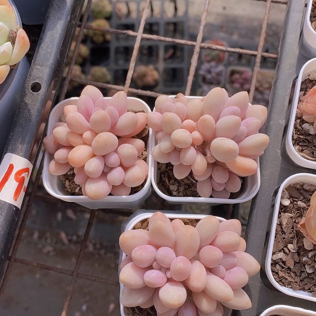 0216-小小汤圆福利一颗量拍