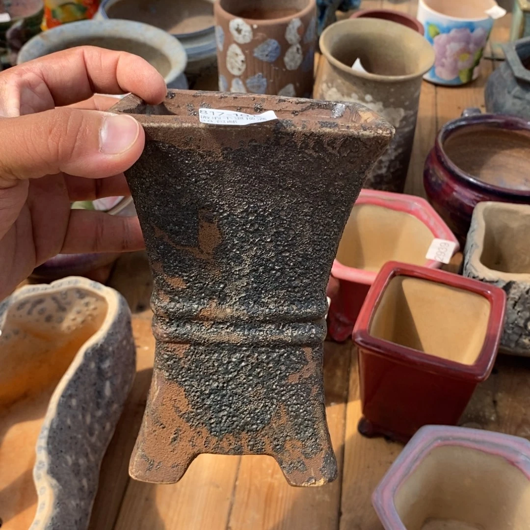 101号花盆内10高17