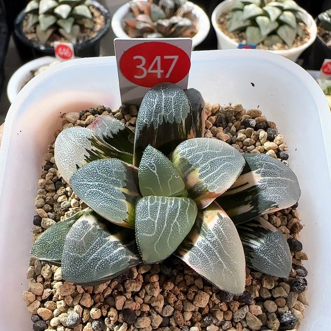 347号克锦一物一拍带盆土