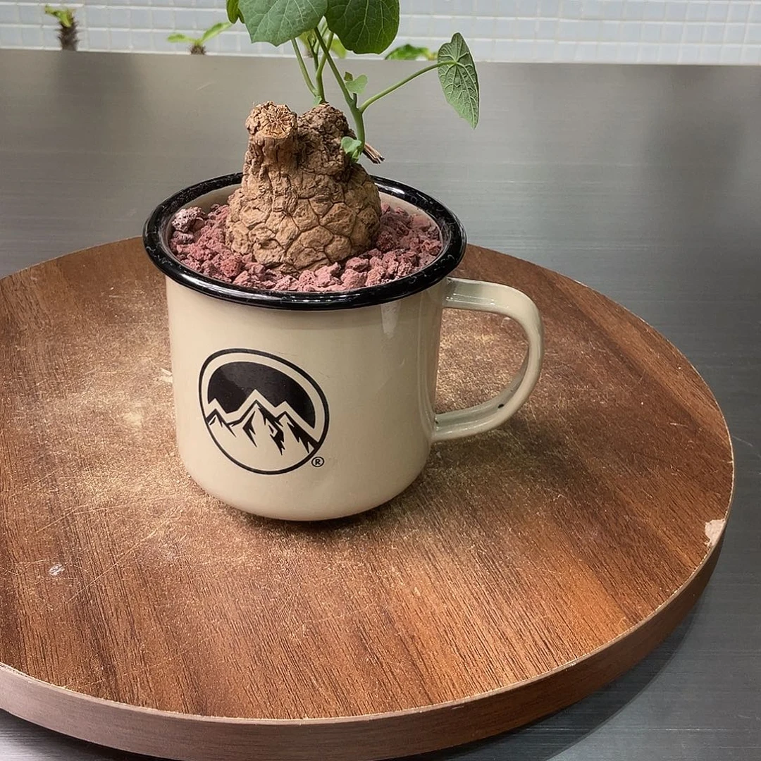 一杯龙甲龟一物一拍