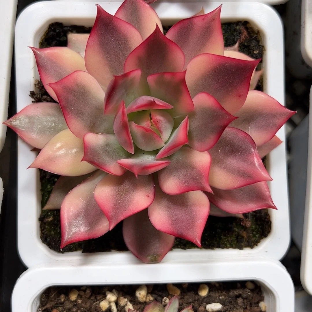 宝莲灯锦多肉植物