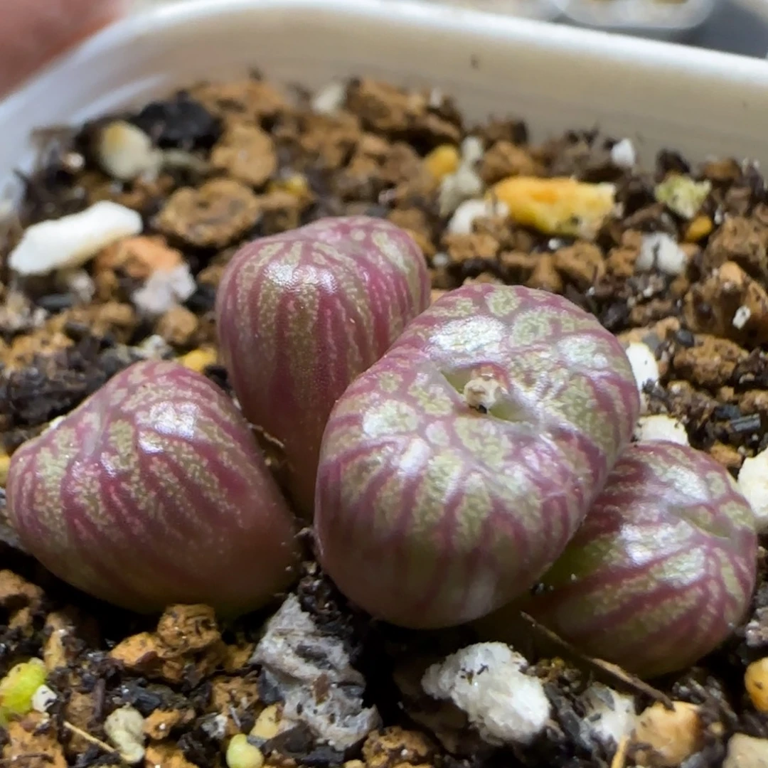 11.3。福利送奶工杂。5055