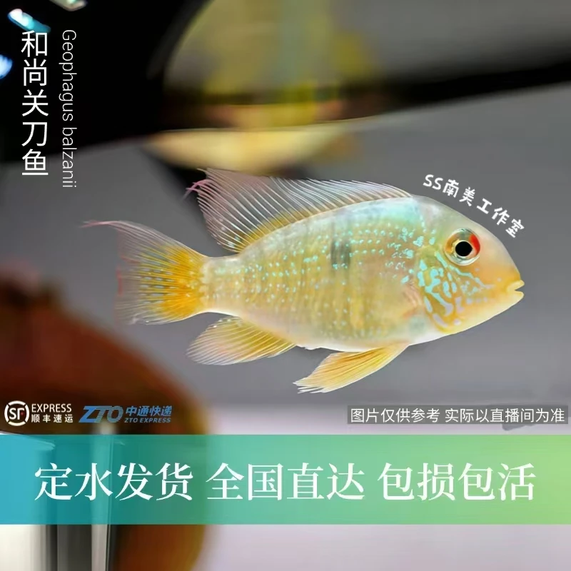 SS南美工作室 和尚关刀鱼