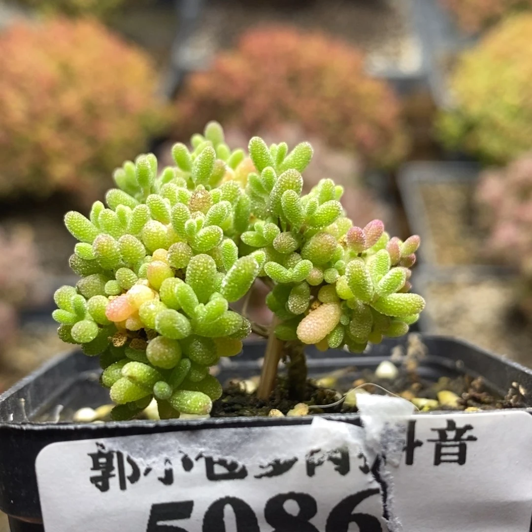 蟑**长小小米5086枝干番杏