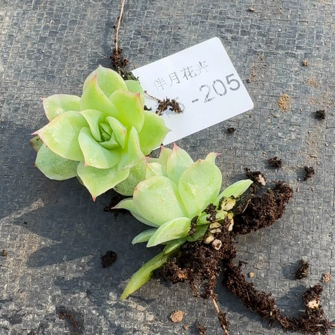 2号玫瑰一颗量拍15-205