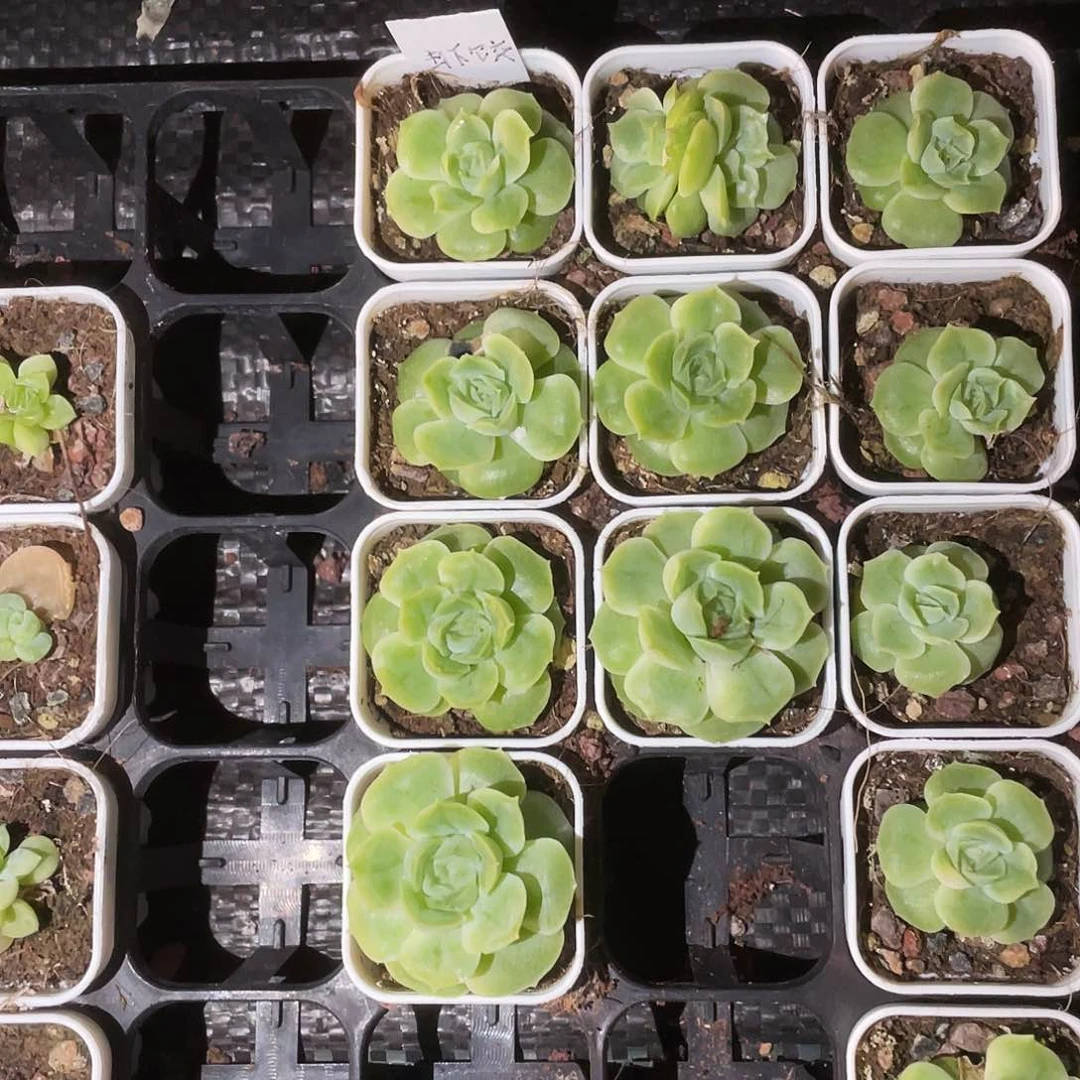 虾饺大一点中苗盆6号床一个满25包邮