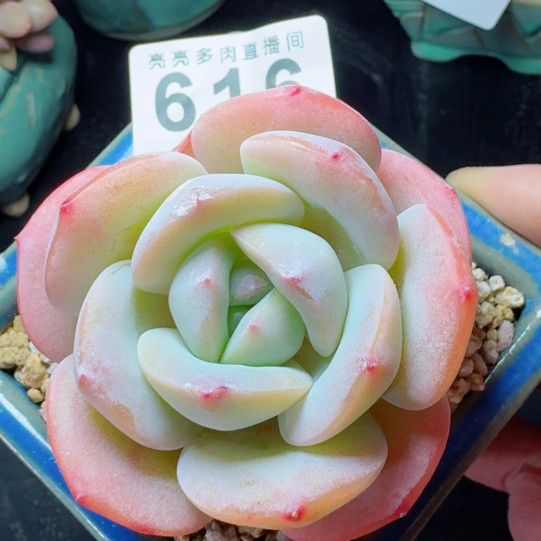 雪茶优选      愿你一路坦途，乘风破浪展宏图