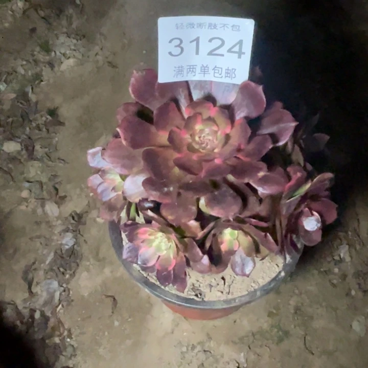 3124烟花的人多肉的