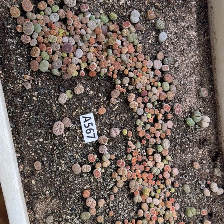 568生石花整筐脱土发货