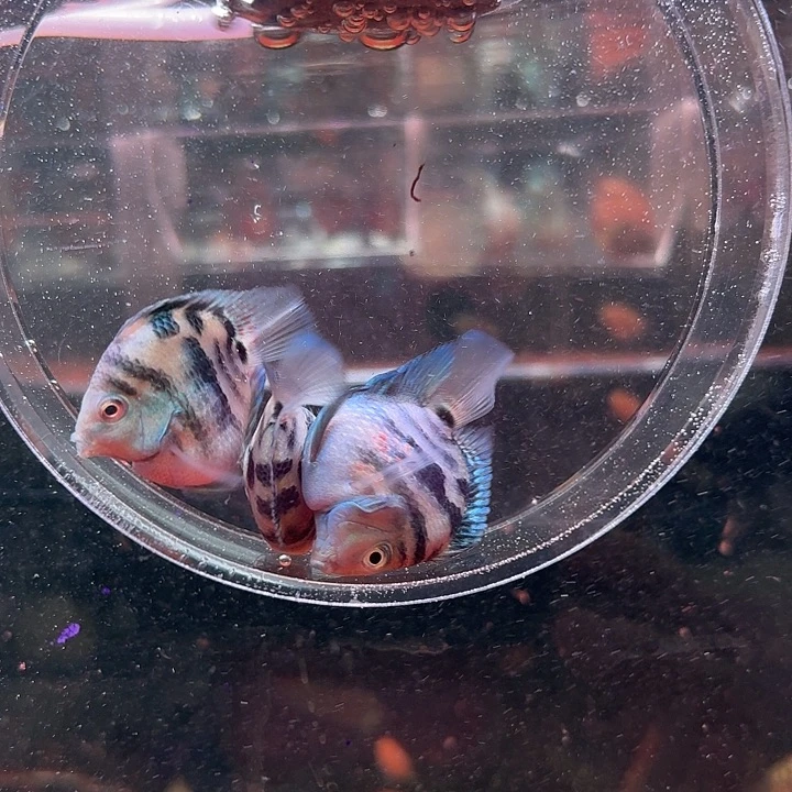 鹦鹉鱼迷你鹦鹉鱼