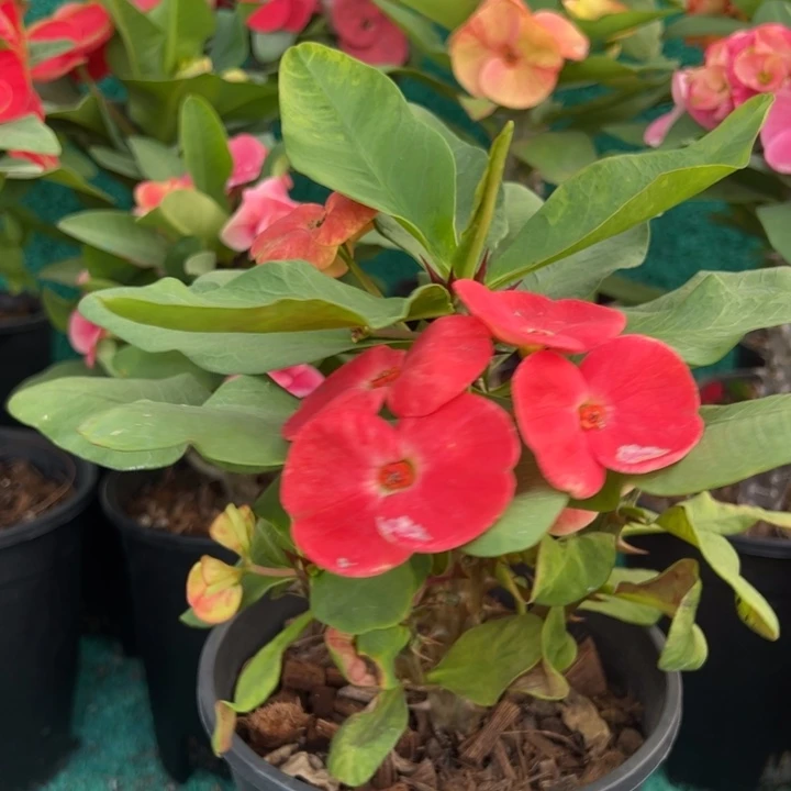 泰品扦插一物一拍