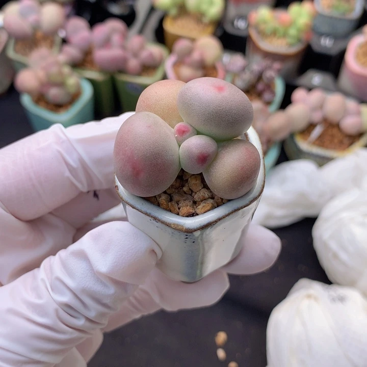 135号 米可奶酪 一物一拍