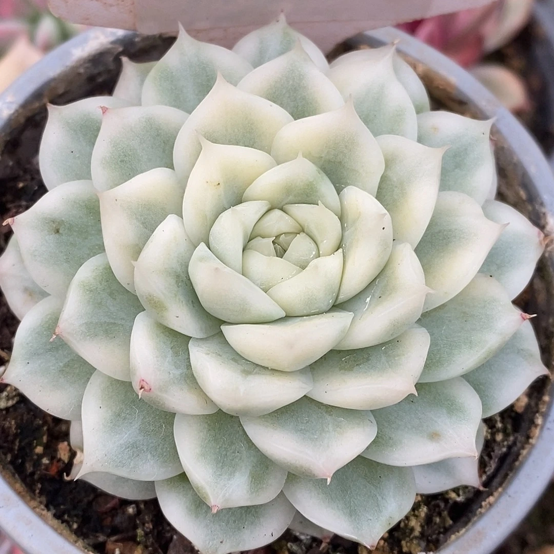 714麦秆哈哈哈哈哈