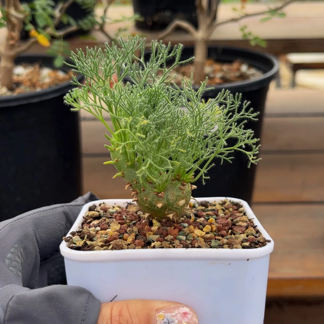 月界Zzzzzzzzzzzzzz