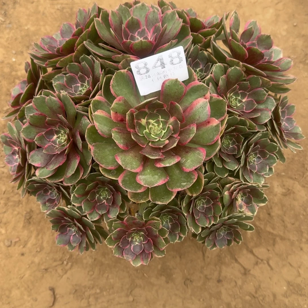 意***愿848号凤花妖清棚不包损