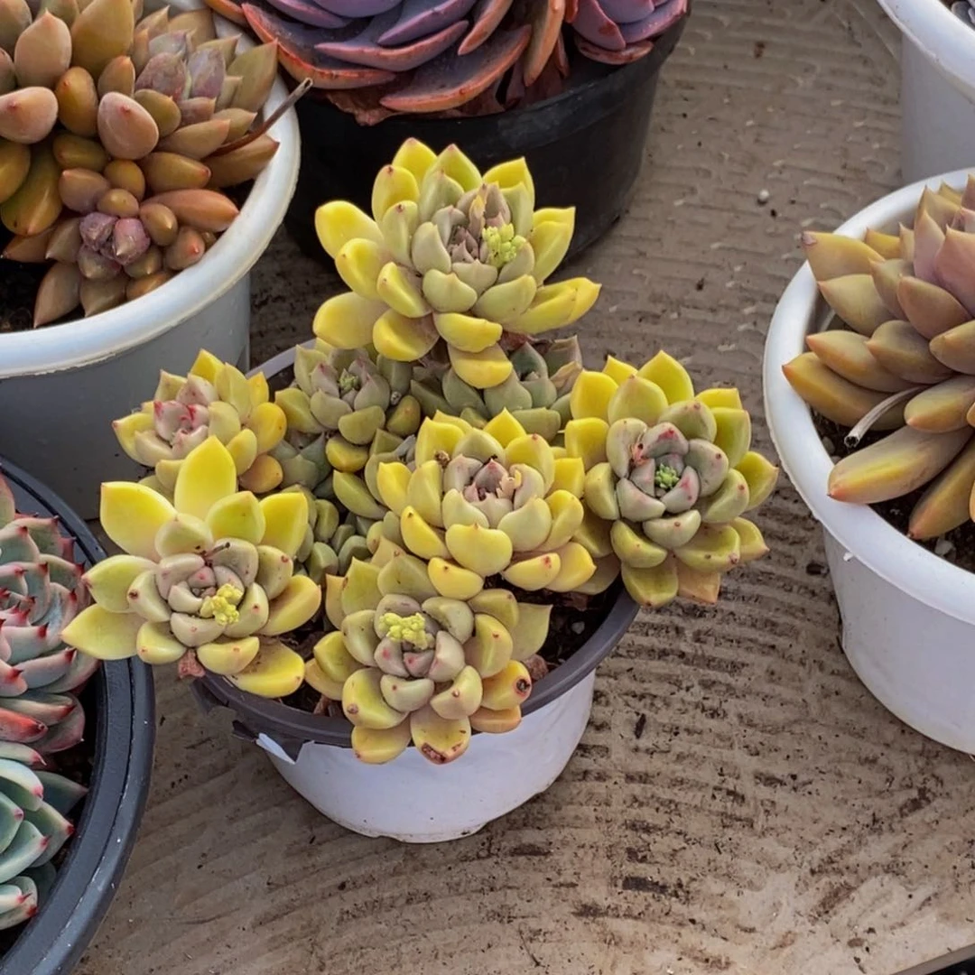 时***美48包邮一物一拍多肉植物