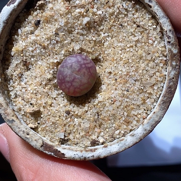 3404。  线纹墨。  杂