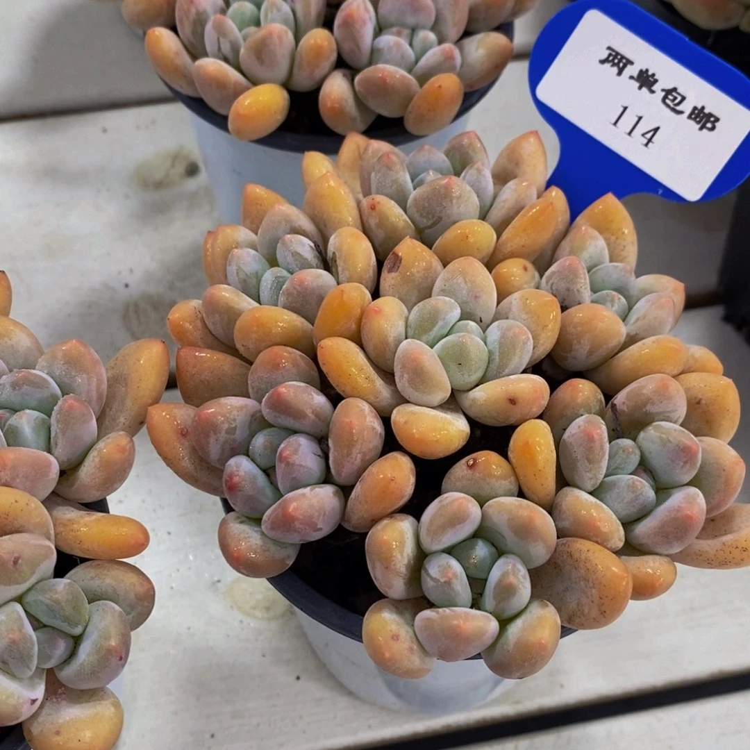 114-精品奶油香水拼盘一盒