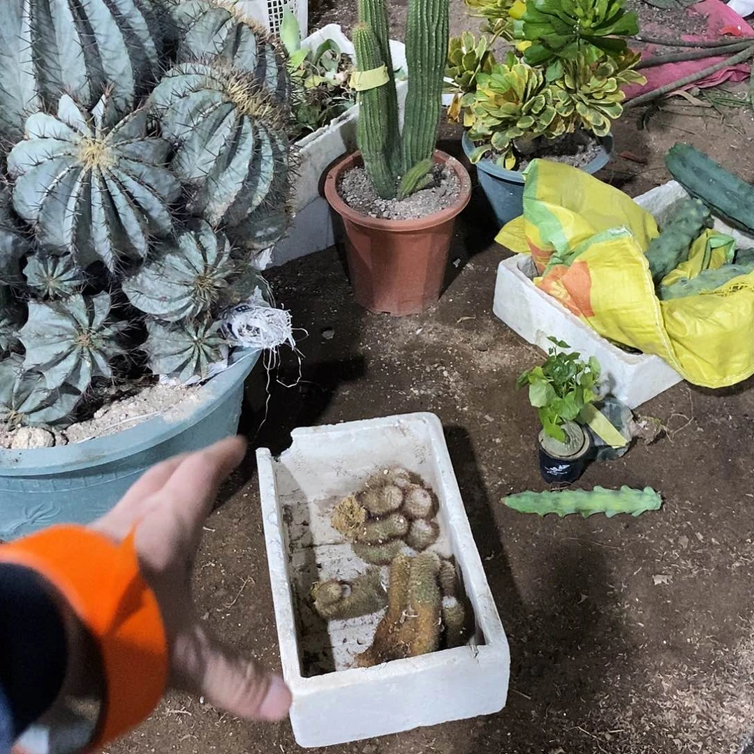 随***缘丰明王2颗。