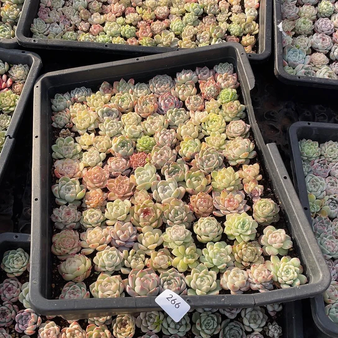 肉***电266。 定。