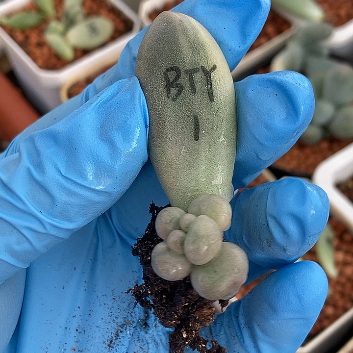 白汤圆锦多肉植物