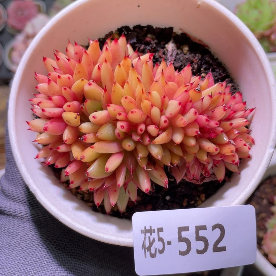 花利美5-552乌木缀化