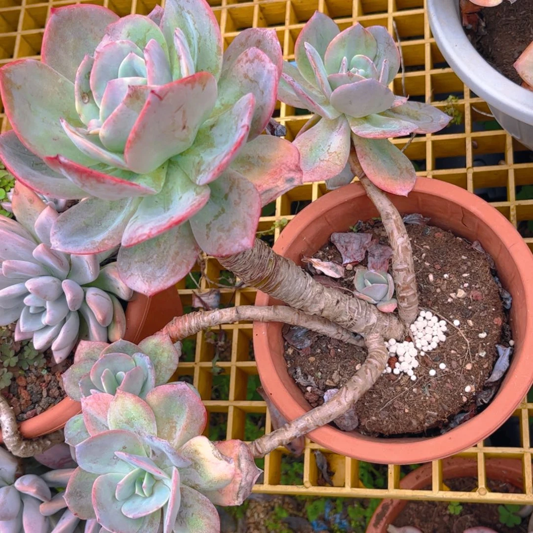 新疆西藏内蒙不发货，白凤