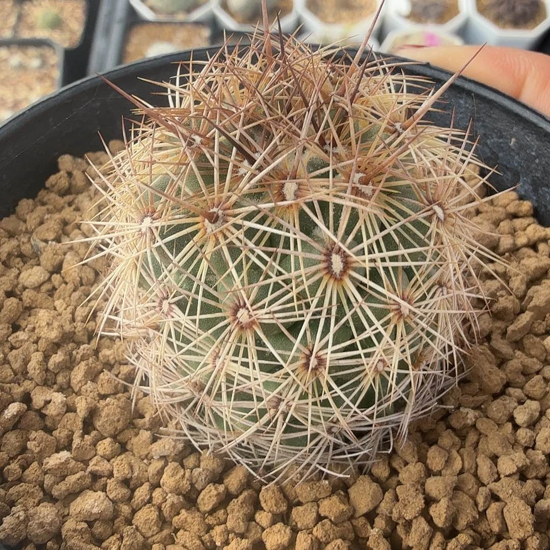 实生热莎脱土发货