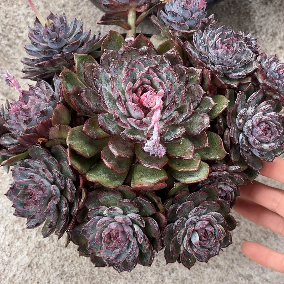 多肉植物啦啦啦啦啦啦