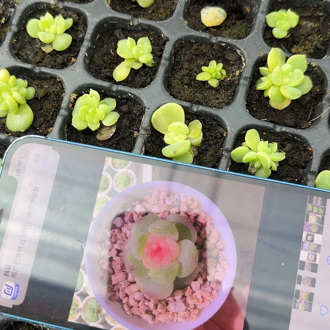 瑶兔中苗穴一个满25包邮