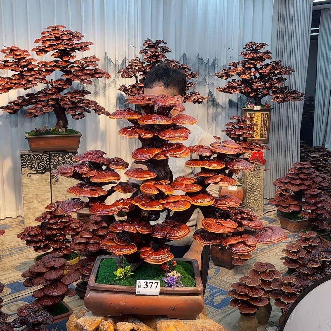 海***王无花朵88888888888