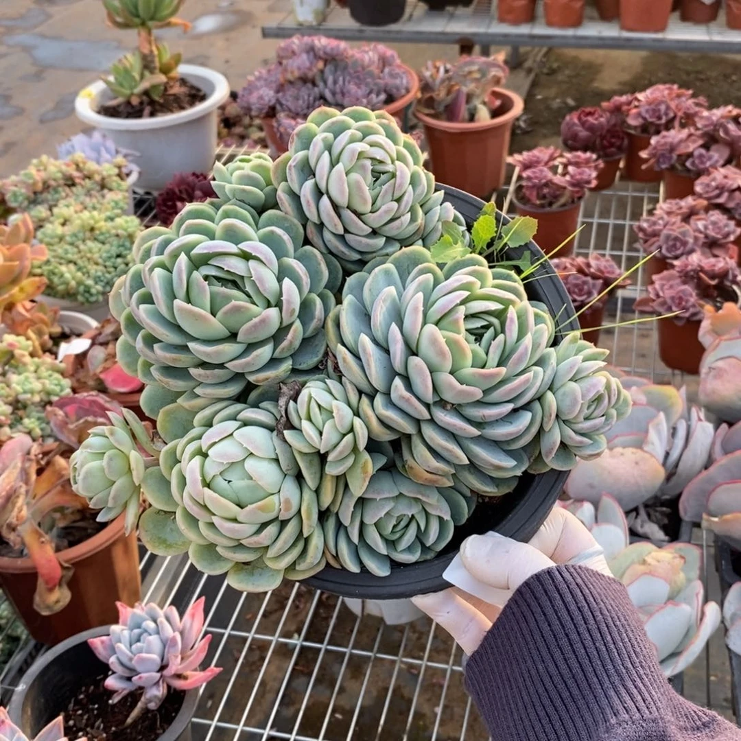 4041西娜多头一物一拍