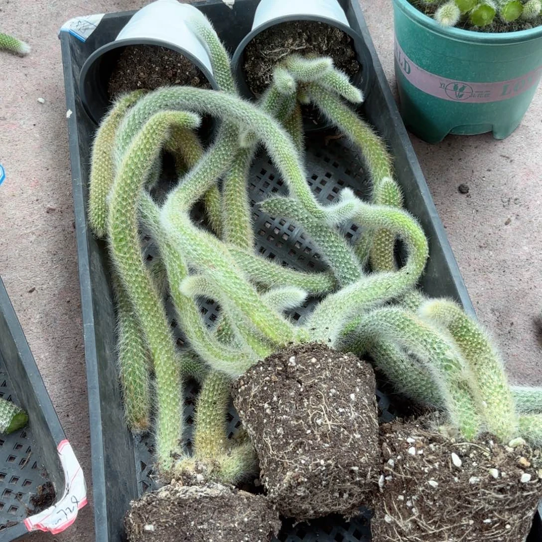 九尾狐五颗包邮不包售后包邮