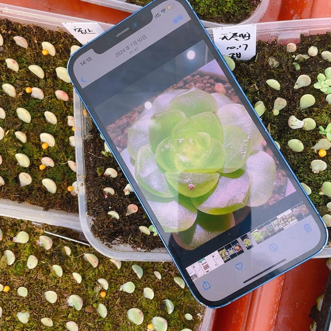 无尽灯芝麻苗一个满25包邮