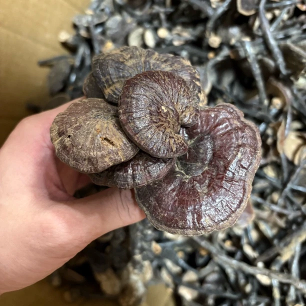 广西大山正品竹灵芝煮水煲汤无硫