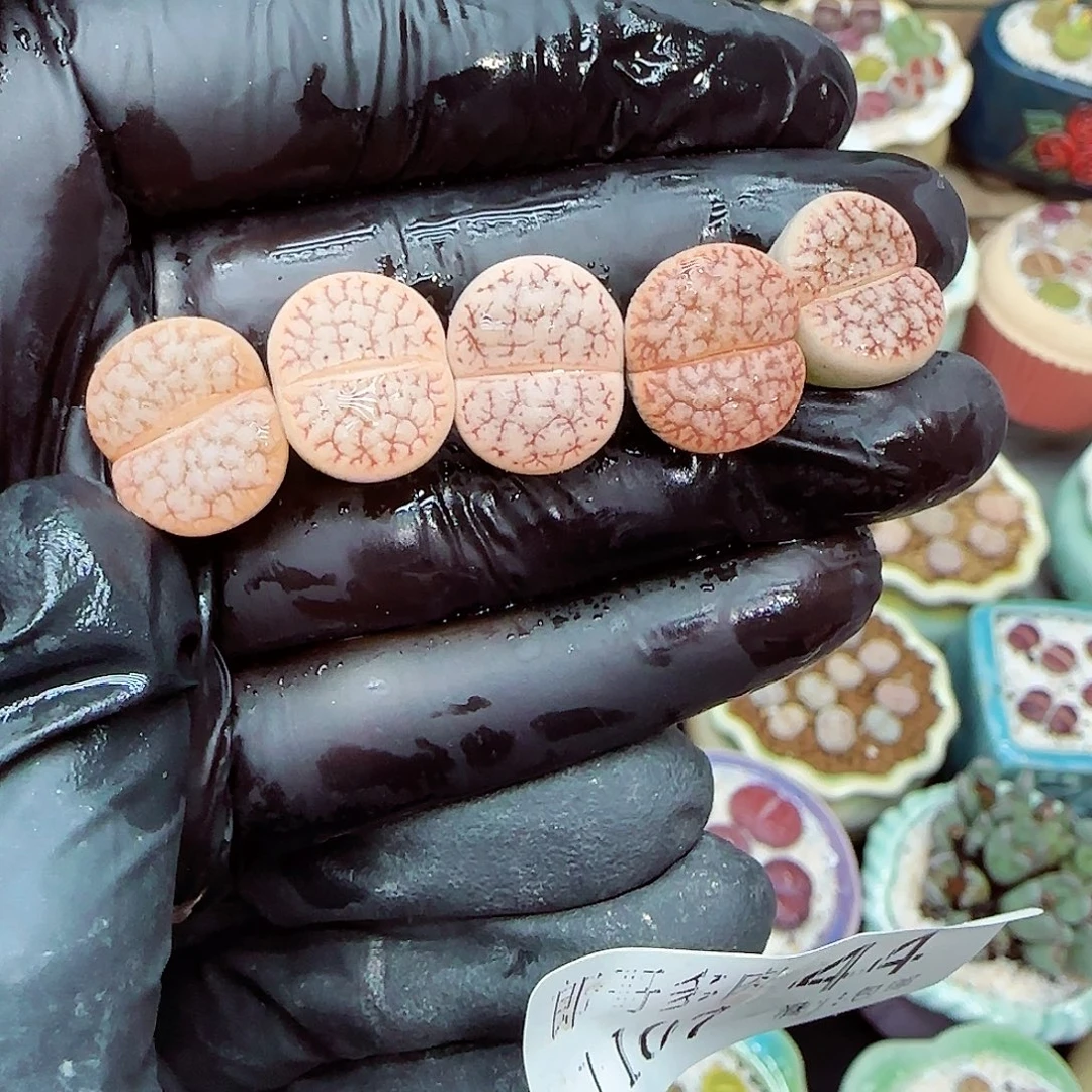 生石花满18包邮1107-44