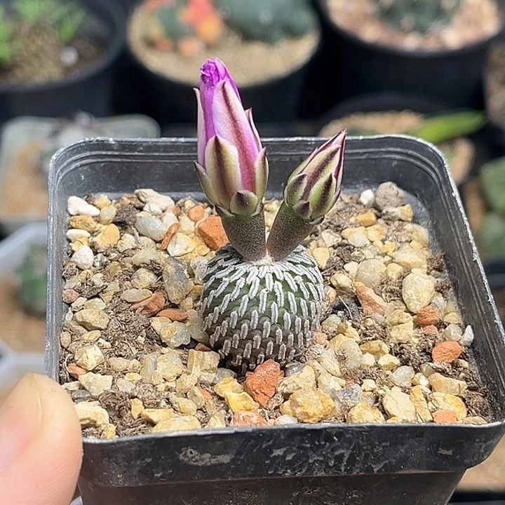 浓赤花精巧殿实生球一颗1.8公分