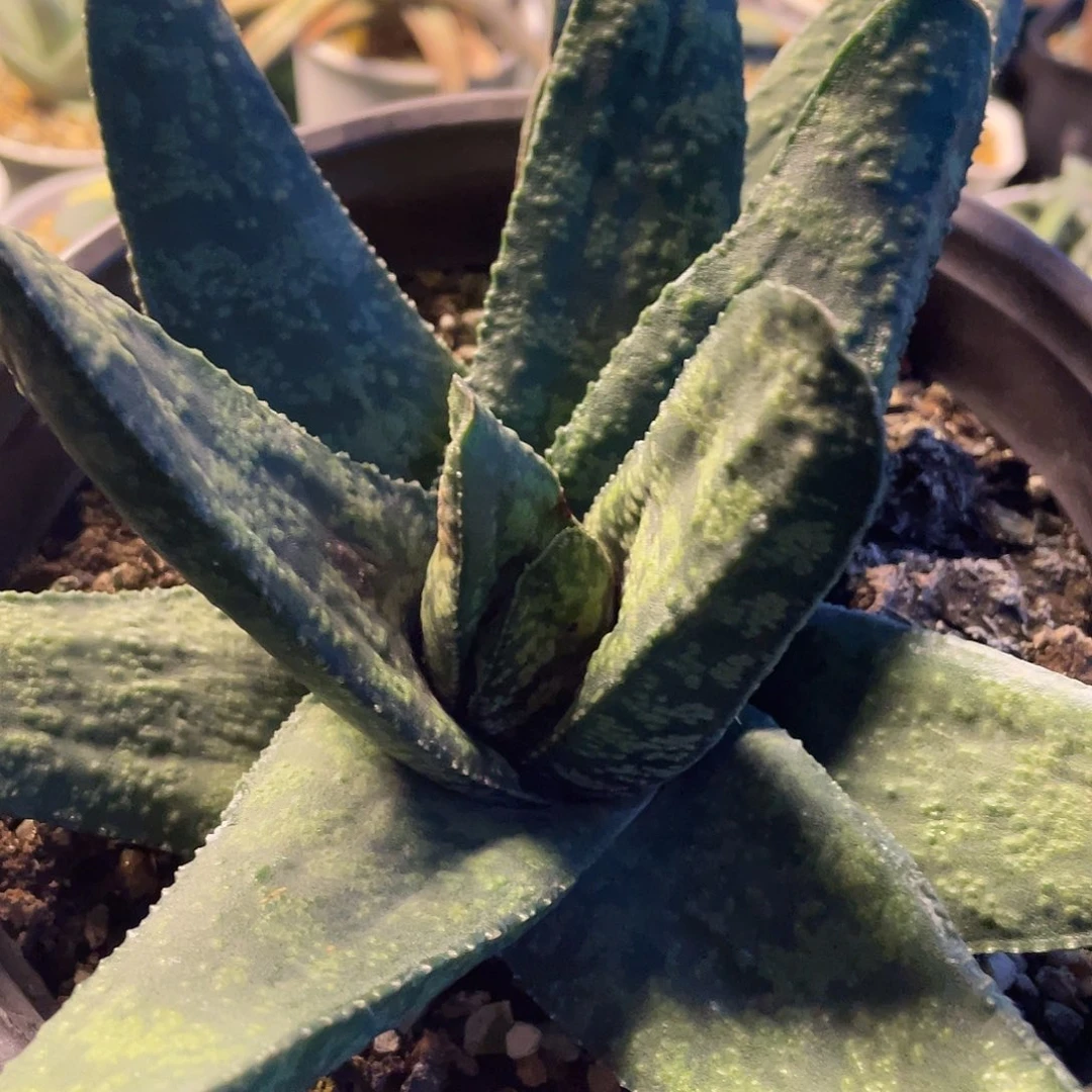 多肉植物脱土发货